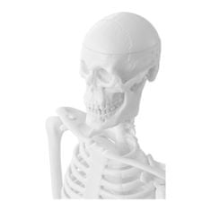 Greatstore Anatomický model lidské kostry 47 cm