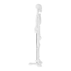 Greatstore Anatomický model lidské kostry 47 cm