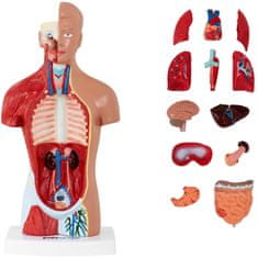 shumee 3D anatomický model lidského trupu