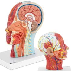 shumee 3D anatomický model lidské hlavy a krku v měřítku 1:1