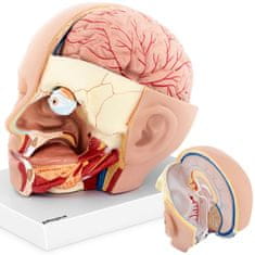 shumee 3D anatomický model lidské hlavy a mozku v měřítku 1:1