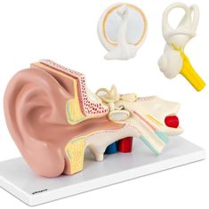 shumee 3D anatomický model lidského ucha s odnímatelnými prvky v měřítku 3:1