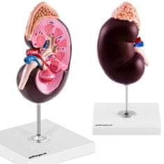 Greatstore 3D anatomický model lidské ledviny v měřítku 1,5:1