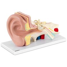 shumee 3D anatomický model lidského ucha s odnímatelnými prvky v měřítku 3:1