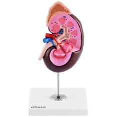 Greatstore 3D anatomický model lidské ledviny v měřítku 1,5:1