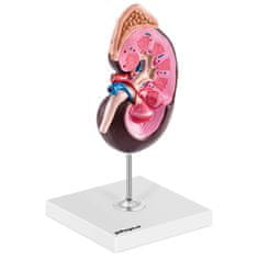 shumee 3D anatomický model lidské ledviny v měřítku 1,5:1