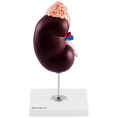 shumee 3D anatomický model lidské ledviny v měřítku 1,5:1