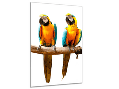 Glasdekor Obraz skleněný dva papoušci sedí na bidýlku - Rozměry-obdélník: 52 x 60 cm