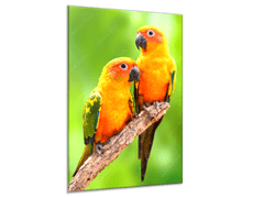 Glasdekor Obraz skleněný papoušek aratinga sluneční - Rozměry-obdélník: 60 x 70 cm