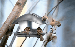Prosperplast Krmítko pro ptáky BIRDYFEED SQUARE antracit 24,8 cm IBFS-S433