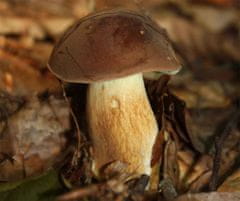 PLANTO Hřib hnědý ( Boletus badius ) mykorhyzní mycelium