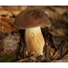 PLANTO Hřib hnědý ( Boletus badius ) mykorhyzní mycelium