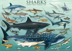 EuroGraphics  Puzzle Žraloci 1000 dílků