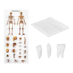Greatstore Anatomický model lidské kostry 180 cm + anatomický plakát