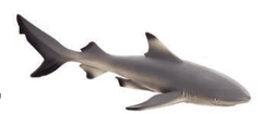 Mojo Fun figurka Žralok černoploutvý