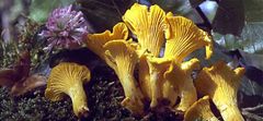 PLANTO Liška obecná ( Cantharellus cibarius ) mykorhyzní mycelium PO-SM-LO