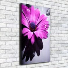 Wallmuralia Foto-obraz canvas do obýváku Růžová gerbera 50x100 cm