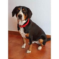 Merco Dog Leash obojek pro psy růžová Rozměr: XS