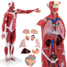 shumee 3D anatomický model lidského těla, 27 prvků, 76 cm