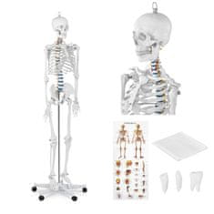 shumee Anatomický model lidské kostry 176 cm + Anatomický plakát