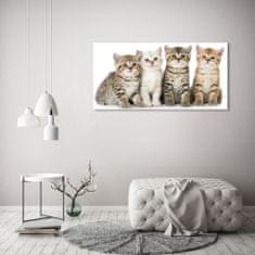 Wallmuralia Foto obraz na plátně Malé kočky 120x60 cm