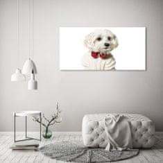 Wallmuralia Foto obraz canvas Maltézský psík 120x60 cm