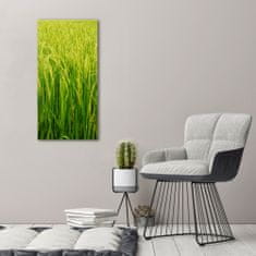 Wallmuralia Foto-obraz canvas do obýváku Plantáž rýže 50x100 cm