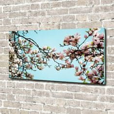 Wallmuralia Fotoobraz na skle Květiny magnolie 140x70 cm 4 úchytky