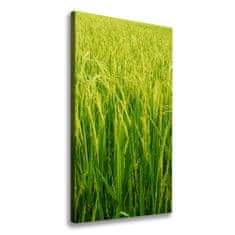 Wallmuralia Foto-obraz canvas do obýváku Plantáž rýže 50x100 cm