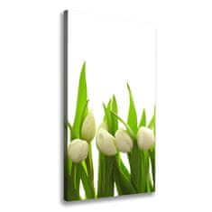 Wallmuralia Foto-obraz canvas do obýváku Bílé tulipány 70x140 cm