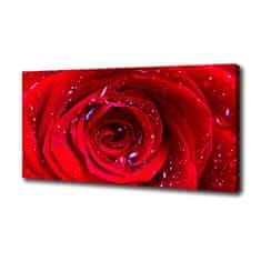 Wallmuralia Foto obraz canvas Květ růže 100x50 cm