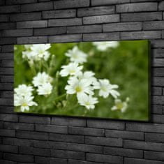 Wallmuralia Foto obraz canvas Jarní květiny 100x50 cm