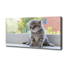 Wallmuralia Foto obraz canvas Malá kočka u okna 100x70 cm