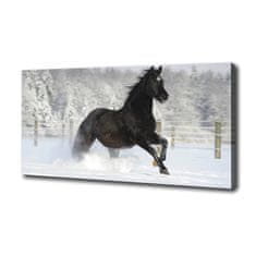 Wallmuralia Foto obraz canvas Kůň ve cvalu sníh 100x50 cm