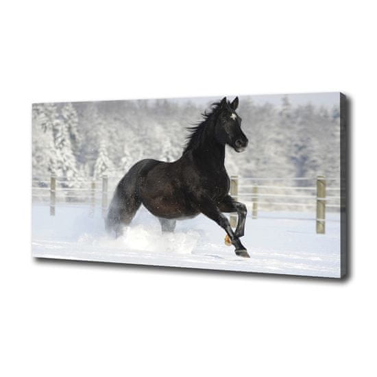 Wallmuralia Foto obraz canvas Kůň ve cvalu sníh