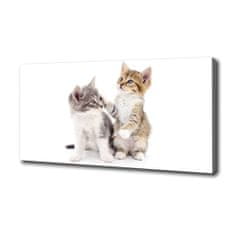 Wallmuralia Foto obraz canvas Dvě malé kočky 100x50 cm