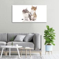 Wallmuralia Foto obraz canvas Dvě malé kočky 100x50 cm