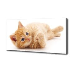 Wallmuralia Foto obraz canvas Červená kočka 100x50 cm