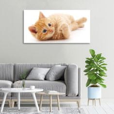 Wallmuralia Foto obraz canvas Červená kočka 100x50 cm
