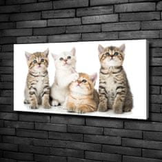 Wallmuralia Foto obraz canvas Malé kočky 100x50 cm