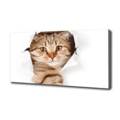 Wallmuralia Foto obraz canvas Kočka 125x50 cm