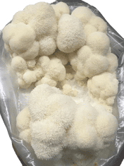 Urban Fungi Korálovec ježatý (Hericium erinaceus) - tekutá sadba, 10 ml mycelia 