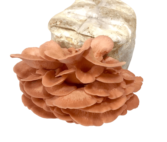 Urban Fungi Substrát hlíva růžová
