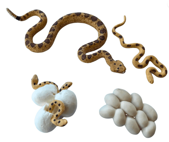 Animal Life figurky životní cyklus Had