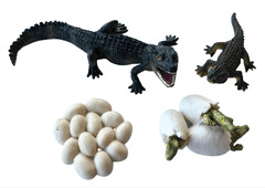 Animal Life figurky životní cyklus Krokodýl
