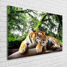 Wallmuralia Foto obraz sklo tvrzené Tygr na skále 100x70 cm 2 úchytky