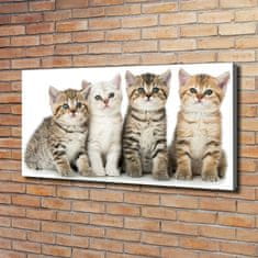 Wallmuralia Foto obraz na plátně Malé kočky 120x60 cm