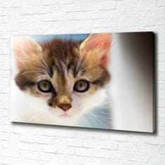 Wallmuralia Foto obraz canvas Malá kočka 100x70 cm