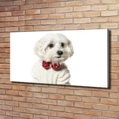 Wallmuralia Foto obraz canvas Maltézský psík 120x60 cm