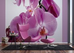 AG Design Fialová orchidej, fototapeta, 360 x 270 cm